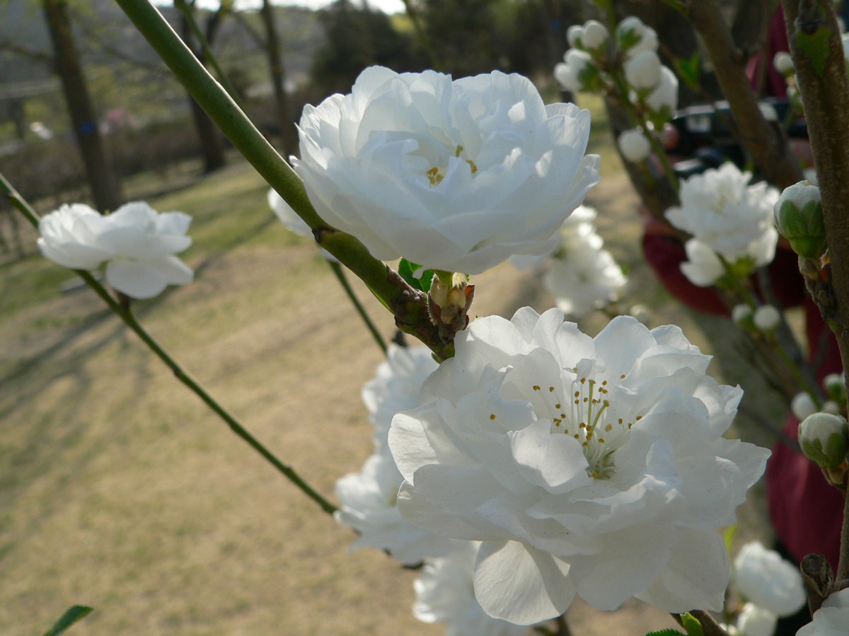 1645590471135158.jpg P1050425a.jpg