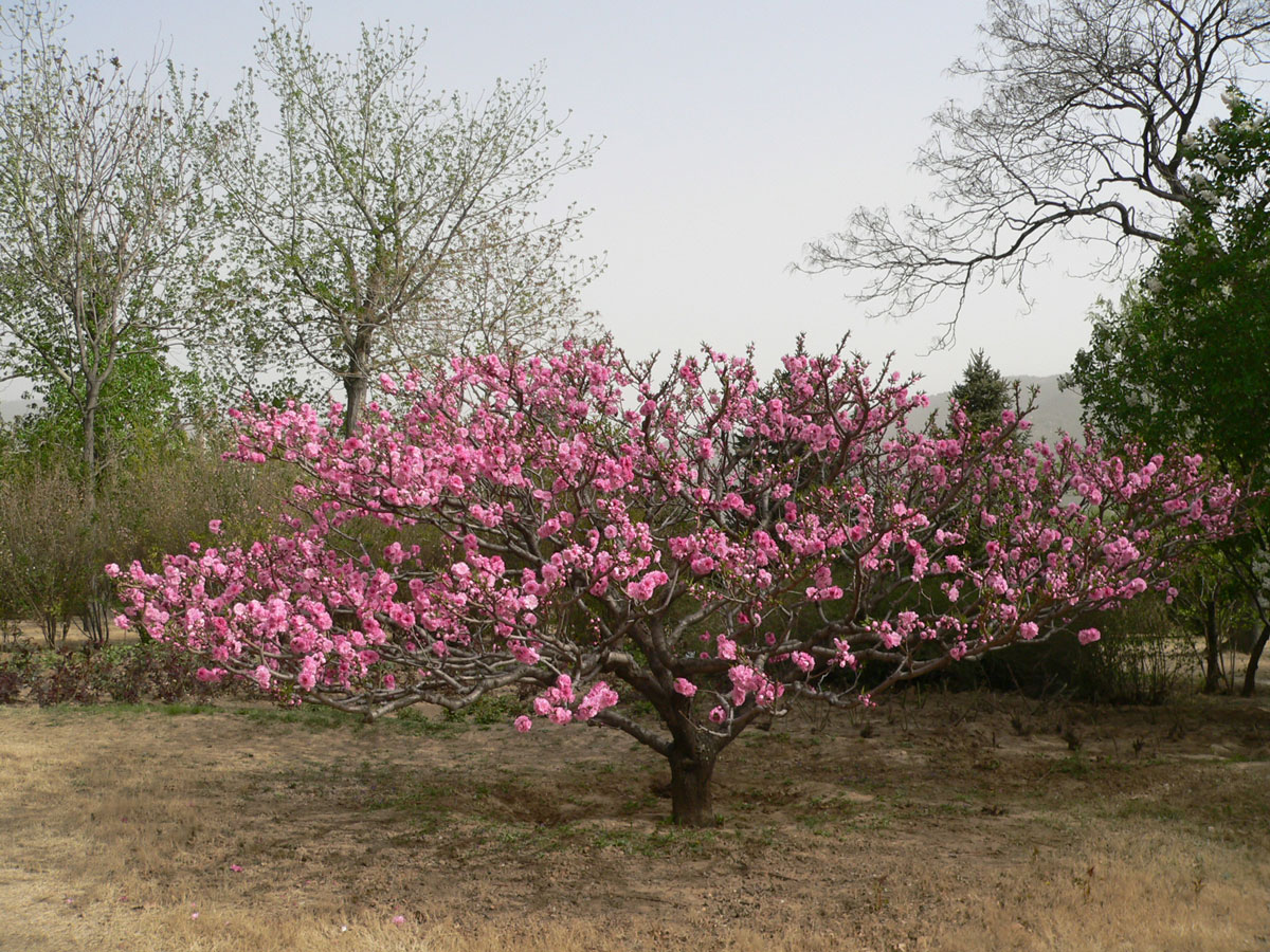 1645590493966106.jpg 20060425-碧桃08a.jpg