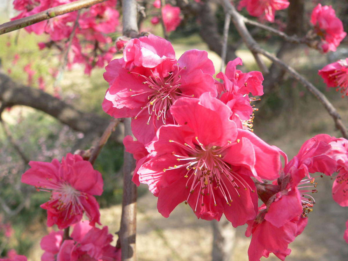 1645590554138794.jpg P1050468a.jpg