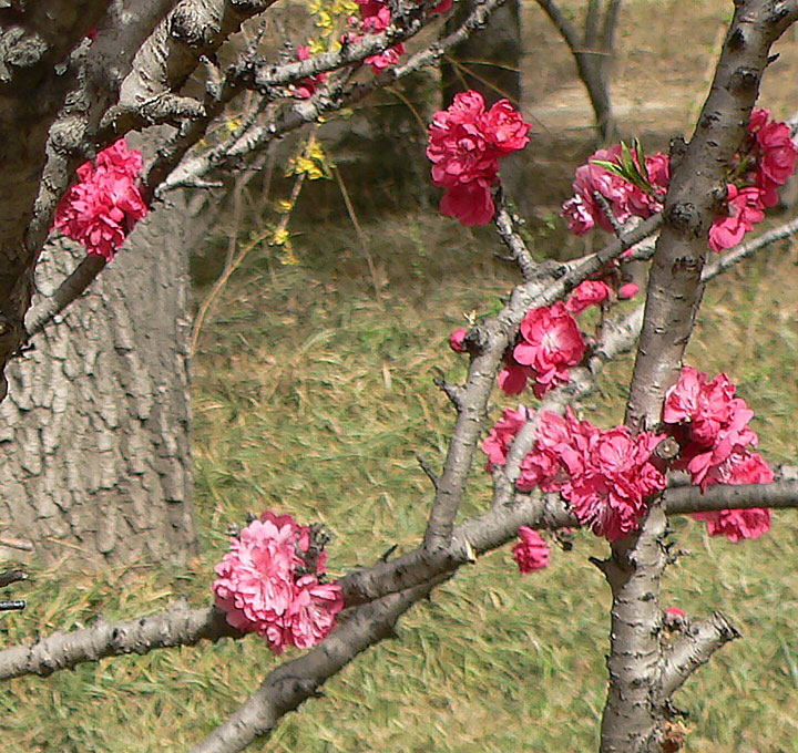 1645590579128931.jpg 20060425-寿星桃03a.jpg