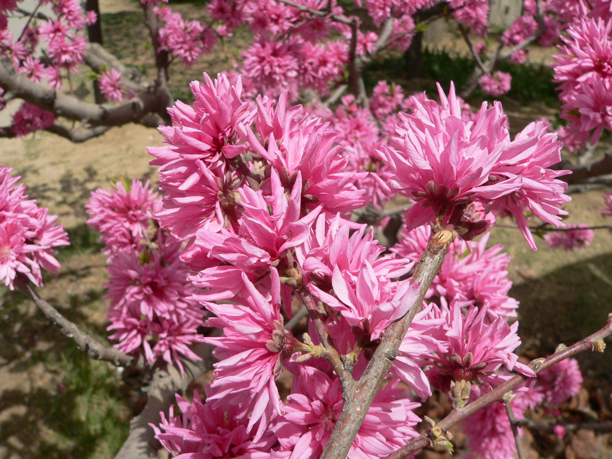 1645590646658214.jpg 20060423-菊花桃02a.jpg