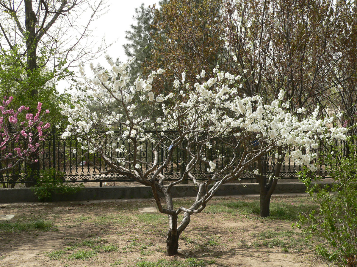 1645590802346405.jpg 20060425-碧桃18a.jpg