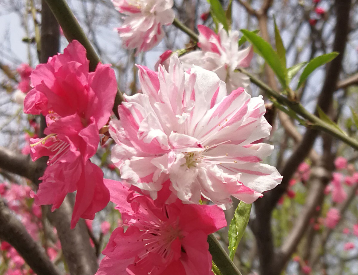 1645591038204056.jpg IMG_20190405_104337b.jpg