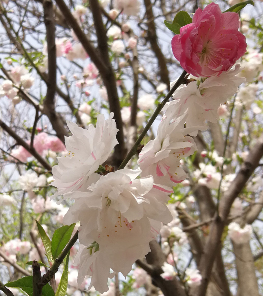 1645591051134913.jpg IMG_20190405_104321b.jpg