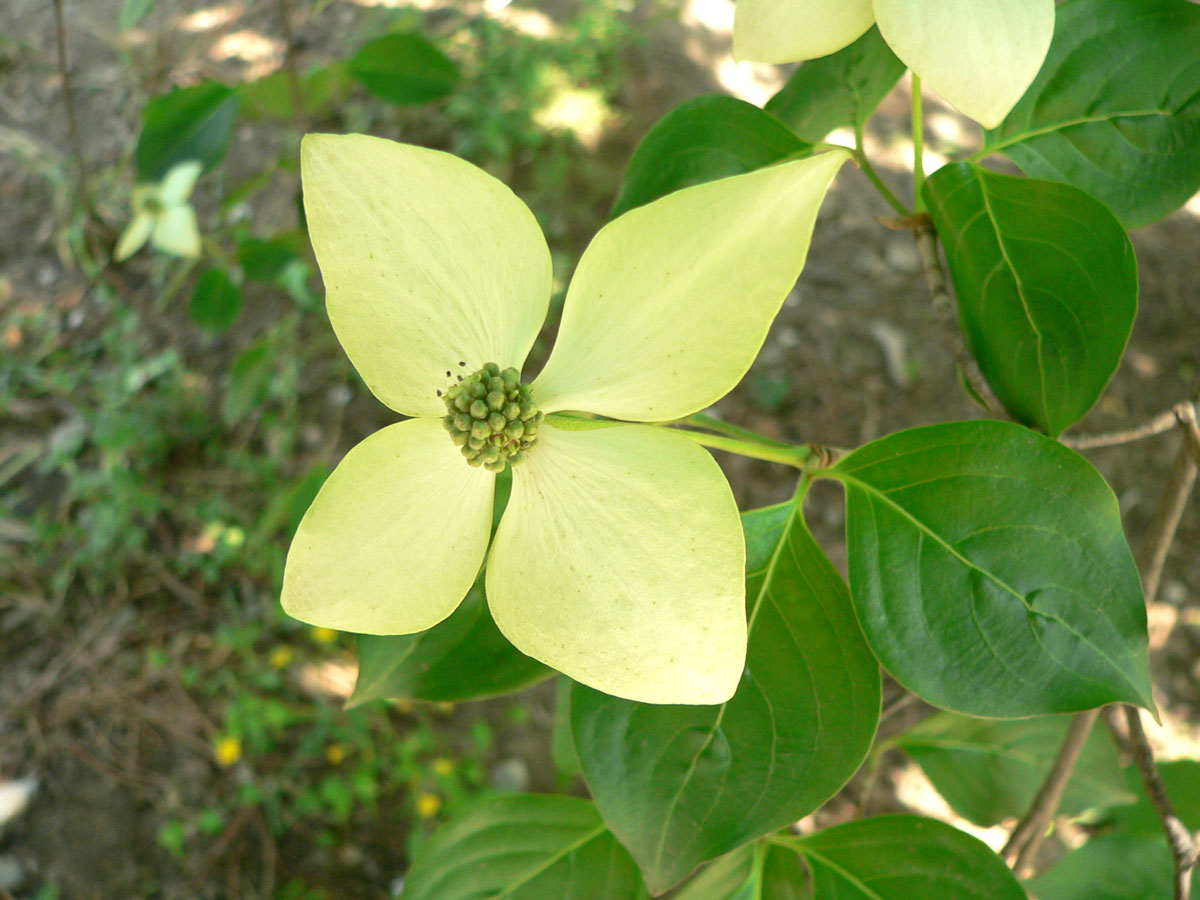 1645605479533852.jpg 20060513-四照花09a.jpg