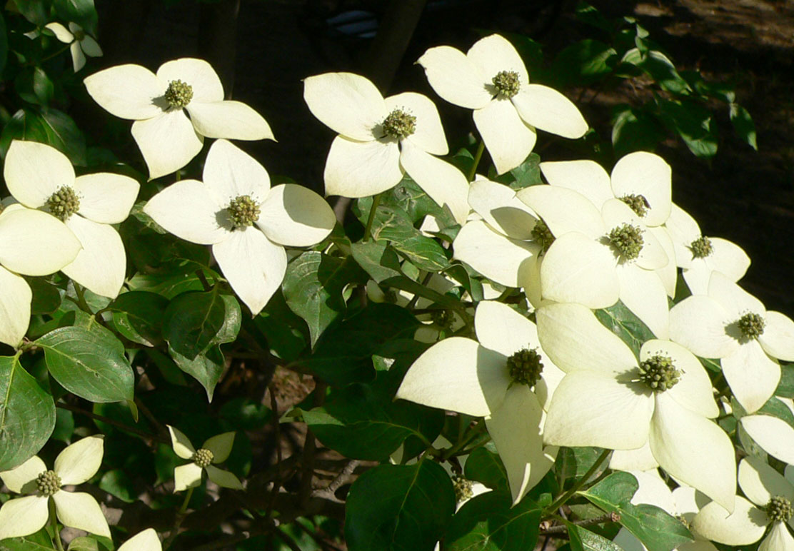 1645605490285042.jpg 20060513-四照花06b.jpg