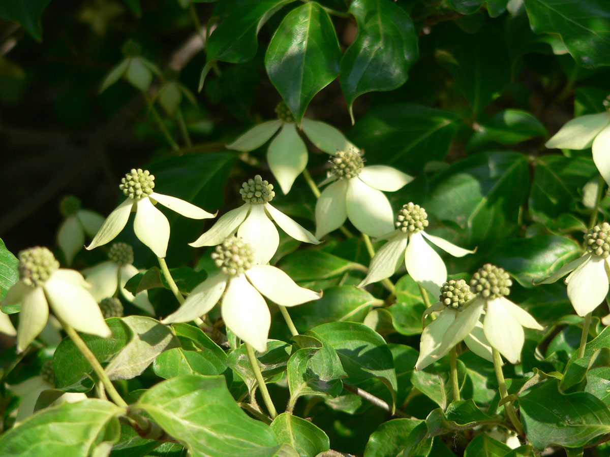 1645605513832191.jpg 20060513-四照花03a.jpg