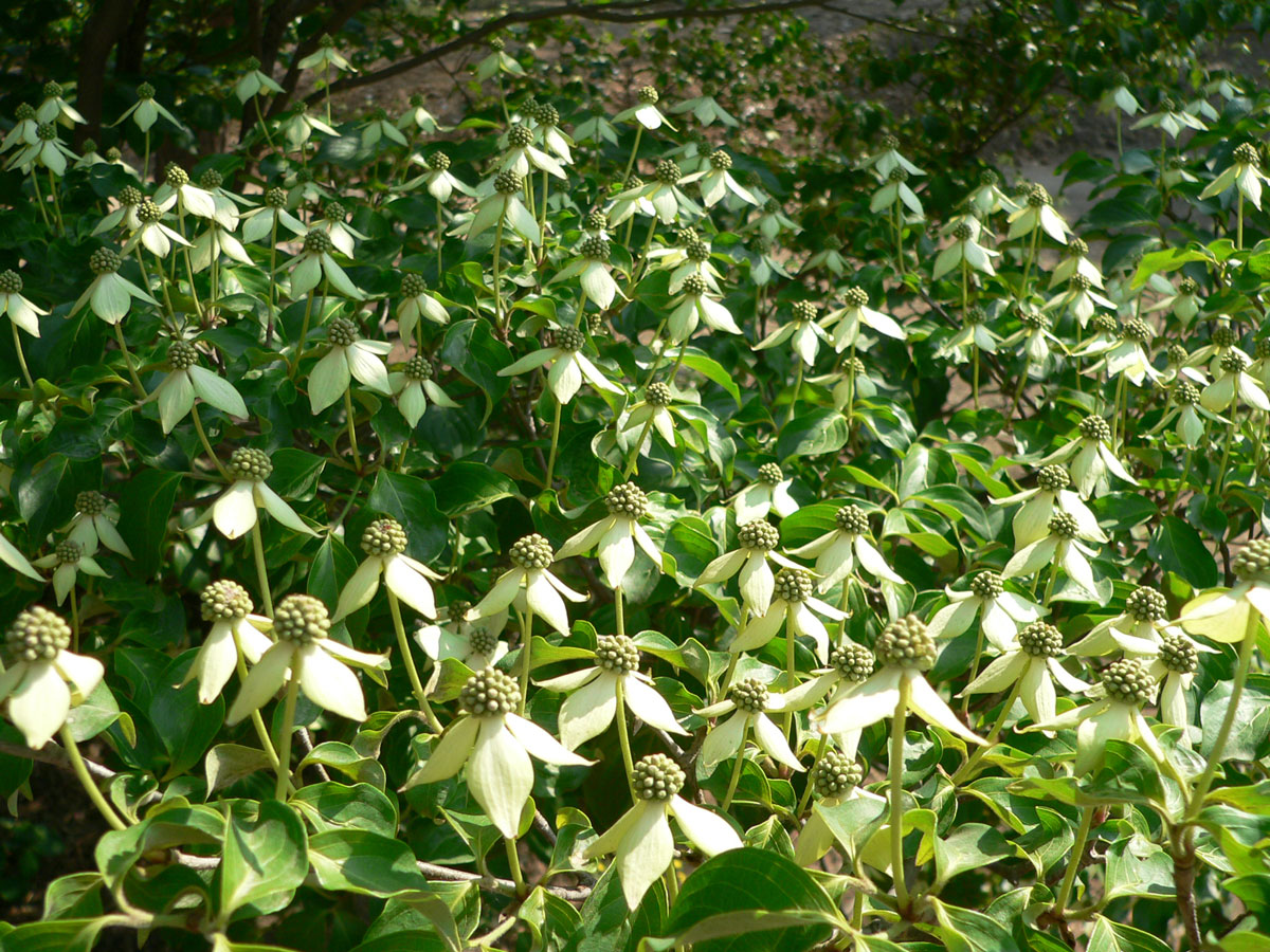 1645605522139117.jpg 20060513-四照花02a.jpg