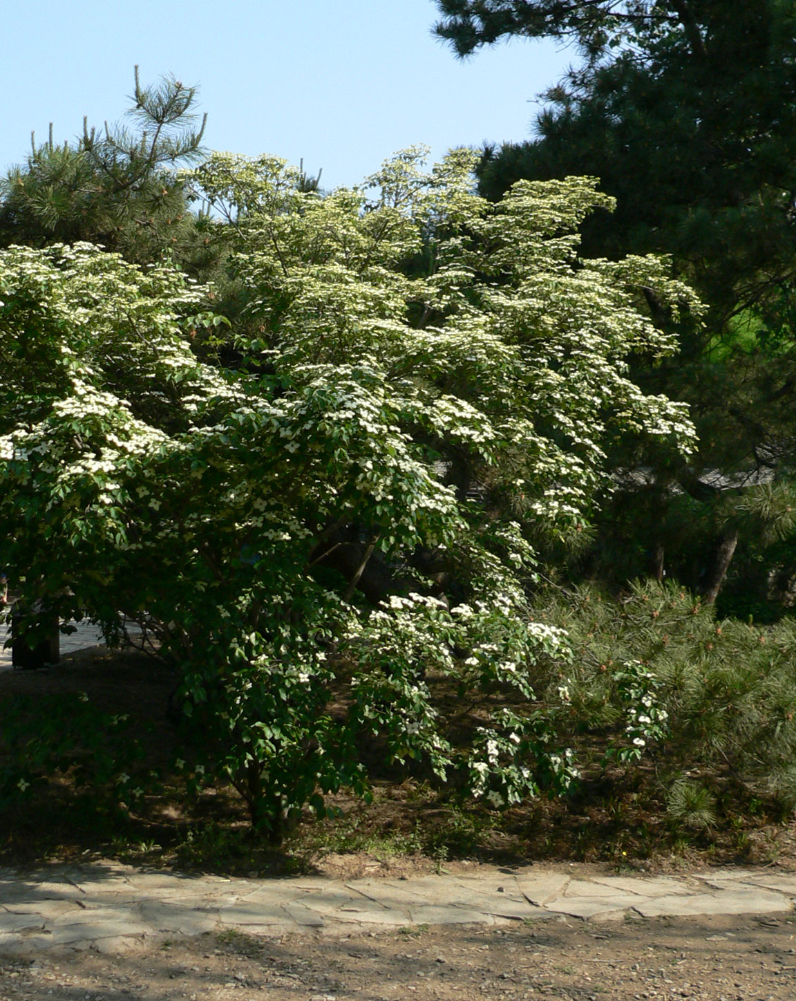 1645605536841658.jpg 20060513-四照花05a.jpg