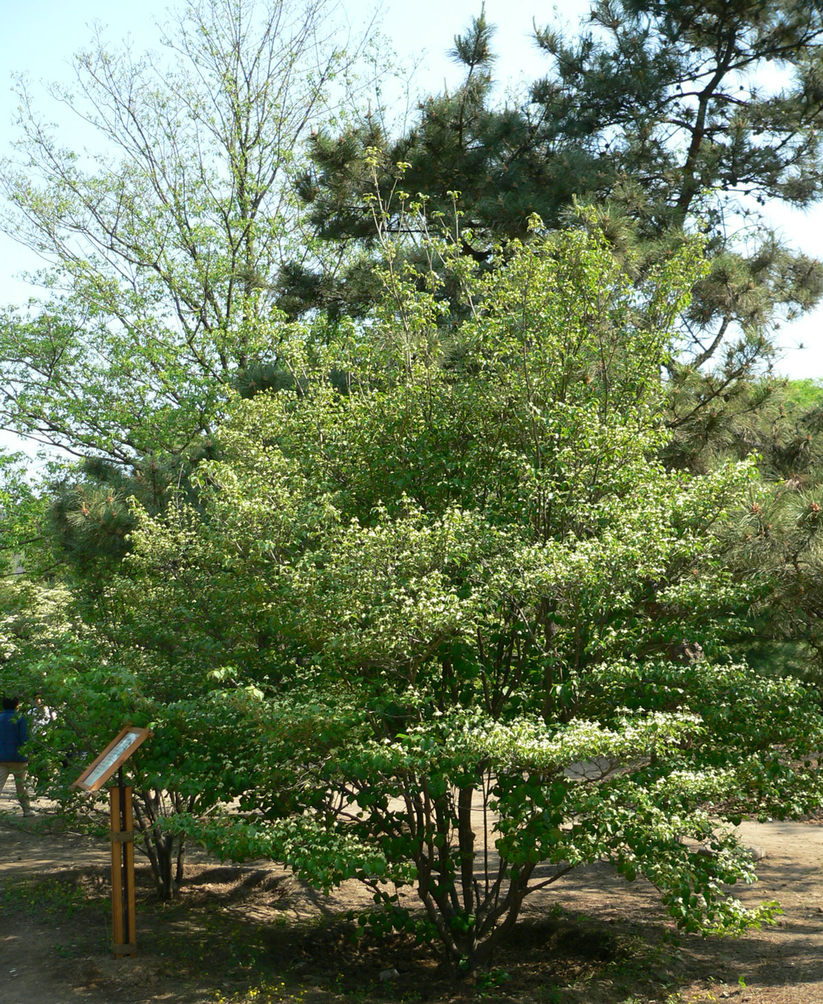 1645605546318435.jpg 20060513-四照花01a.jpg