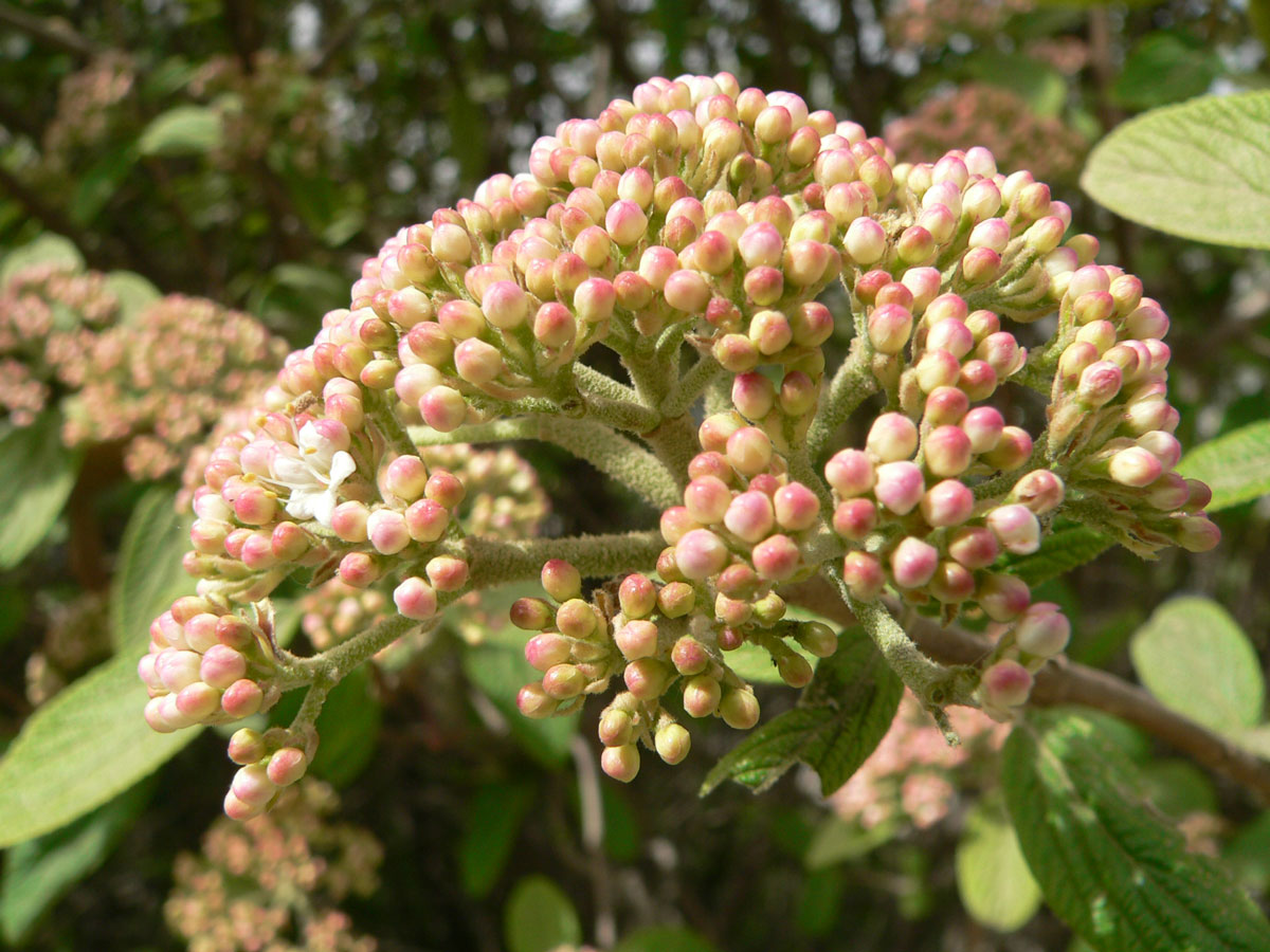 1646385814808997.jpg 20060423-皱叶荚蒾02a.jpg