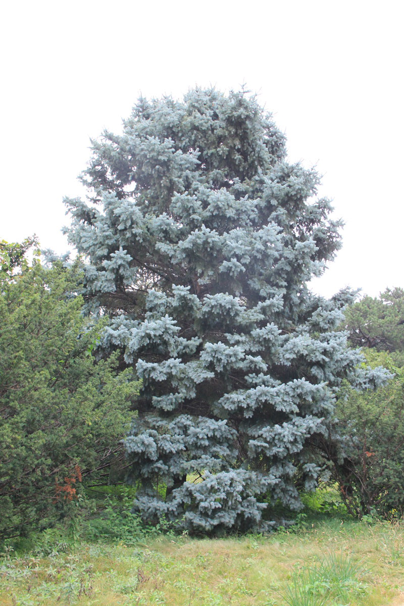 1644646258614752.jpg IMG_8648a.jpg