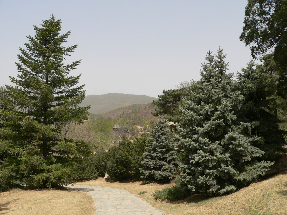 1644646291591988.jpg 20060423-裸子植物03a.jpg