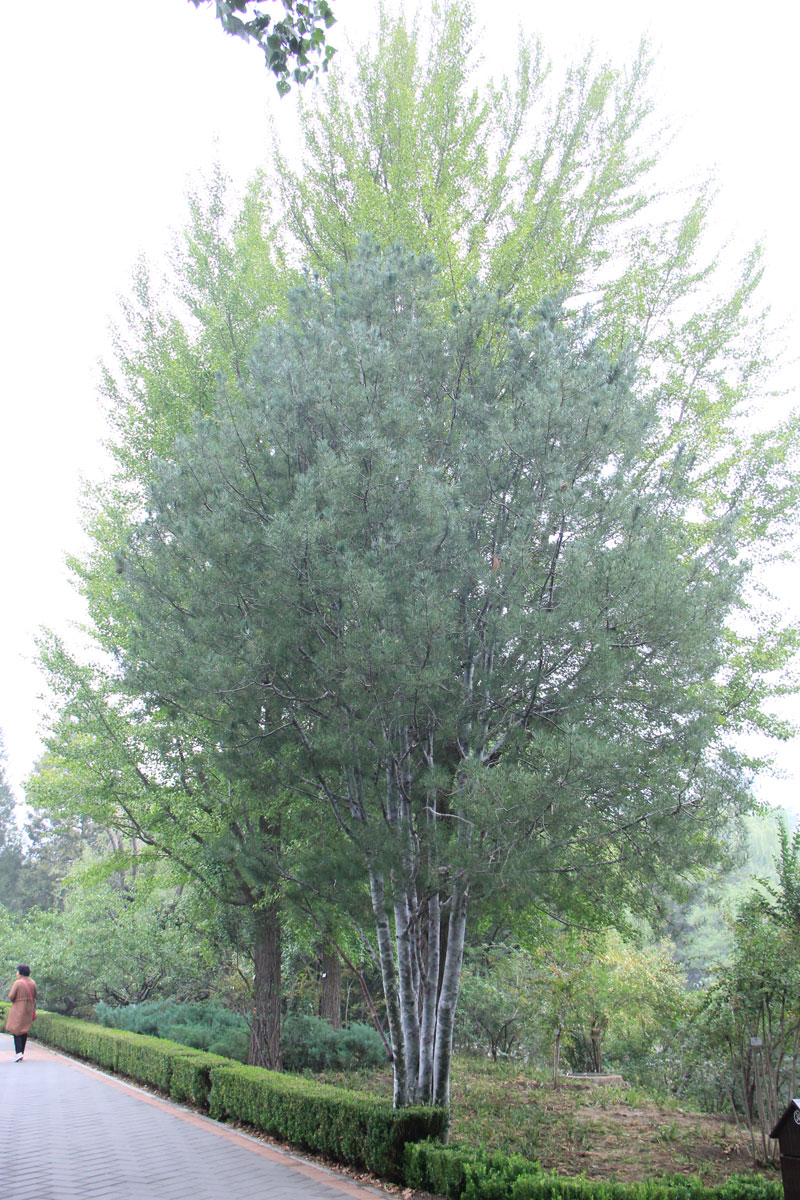 1644645756196827.jpg IMG_8481a.jpg