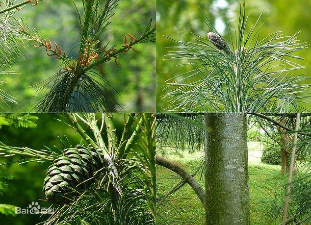 1644644805487205.jpg 华山松2022021201.jpg