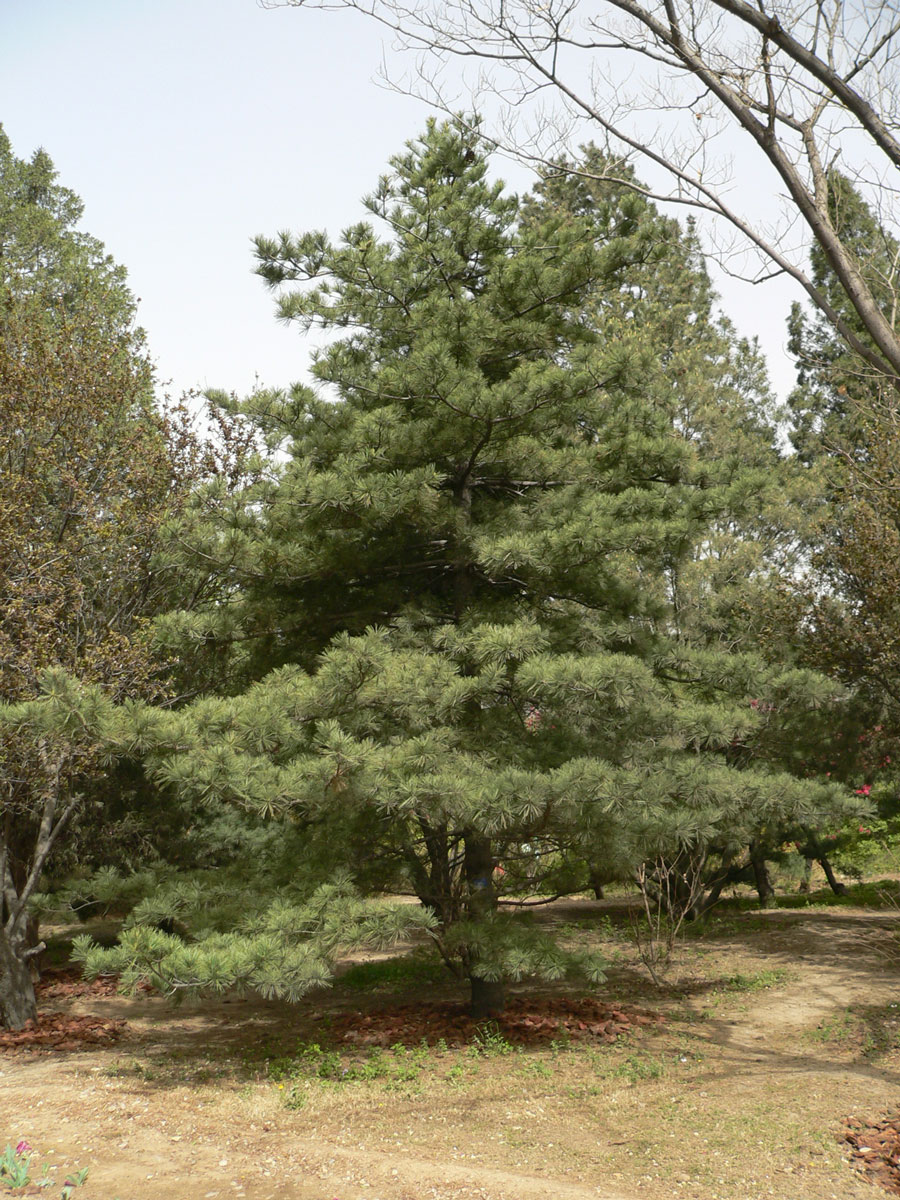 1644644815544438.jpg 20060423-华山松04a.jpg